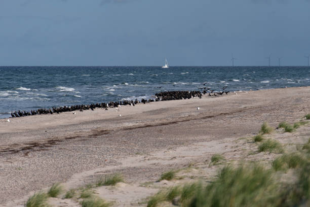 istock Sea birds on Darsser Ort in Germany 1280525919