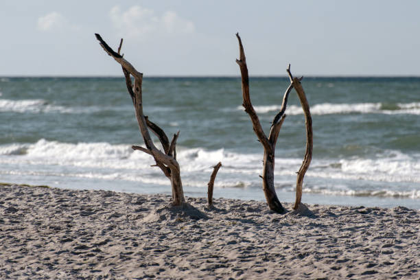 istock Baltic sea coast on Darss in Germany 1280525924