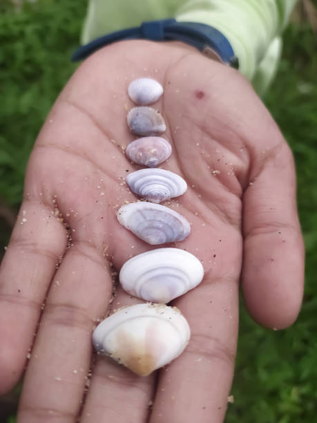 istock closeup view of shells isolated on a humans palm 1280527836