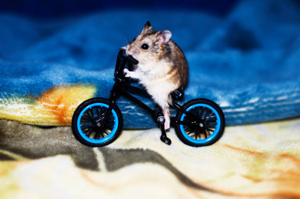 60+ Cute Mouse Riding Bicycle Stock Photos, Pictures & Royalty-Free
