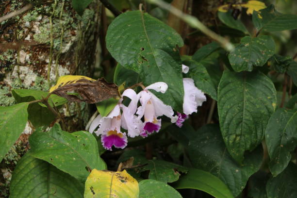 Natural orchids, cattleya trianae. Orchids surrounded by green leaves and a tree trunk in the background on the left. cattleya trianae stock pictures, royalty-free photos & images