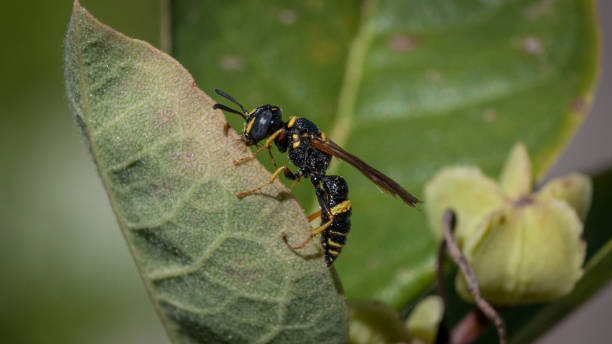 istock Philanthus gibbosus. Crabronidae, Philanthinae, Beewolves. 1280531318