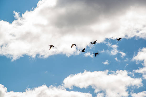 istock Migratory birds heading south from Canada in autumn 1280532244