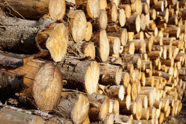 A close-up, full frame photograph of stacked logs at a sawmill