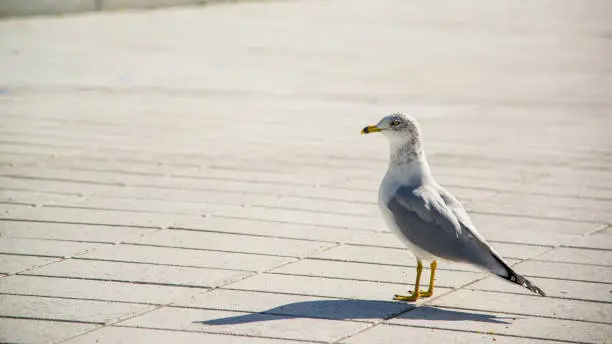 Photo of Seagull wandering in Jean Drapeau Park