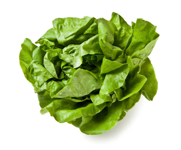 istock Trocadero Lettuce from Italy 