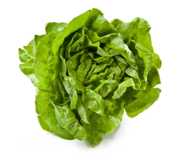 istock fresh roman lettuce on a white background 1280534594