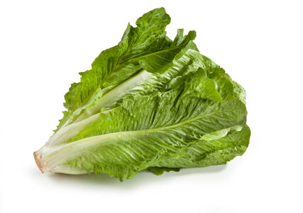 istock fresh roman lettuce on a white background 1280535125