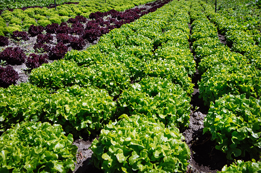 Lettuce Agricultural Field in Italy – \