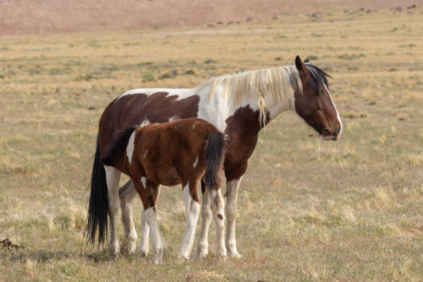 istock Wild Horse Mare and Cute Foal 1280535789