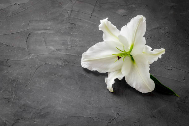 istock Lily funeral flower on dark stone. Condolence card with copy space 1280538932