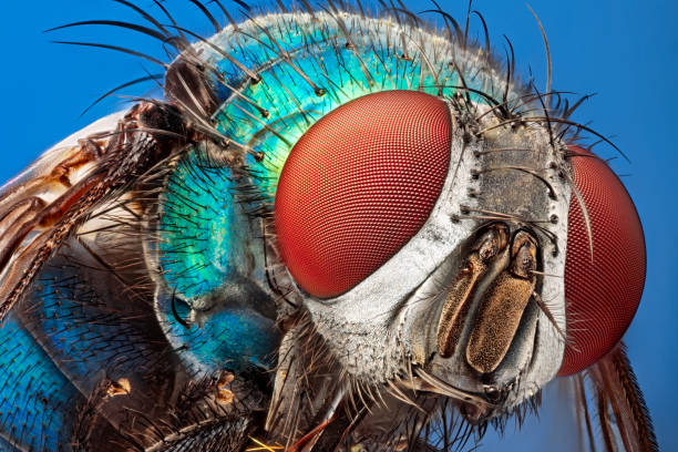 ブルーの背景に分離された顕微鏡マクロの下でブローフライ(グリーンボトルフライ、ルシリアシーザー、カリフォリダエ) - insect macro fly magnification ストックフォトと画像