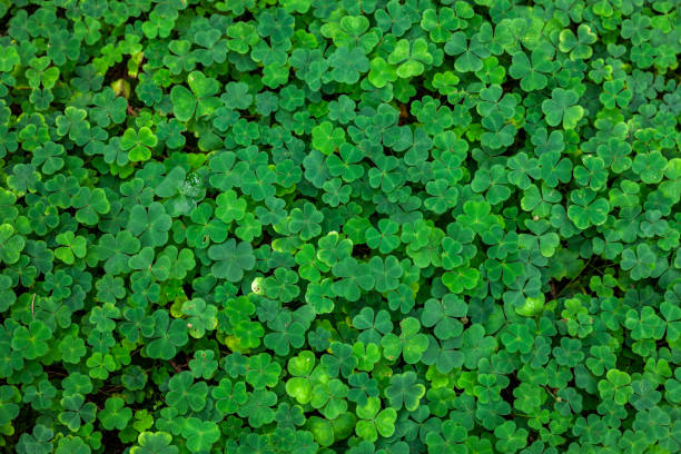 istock Green shamrocks in the forest 1280540823