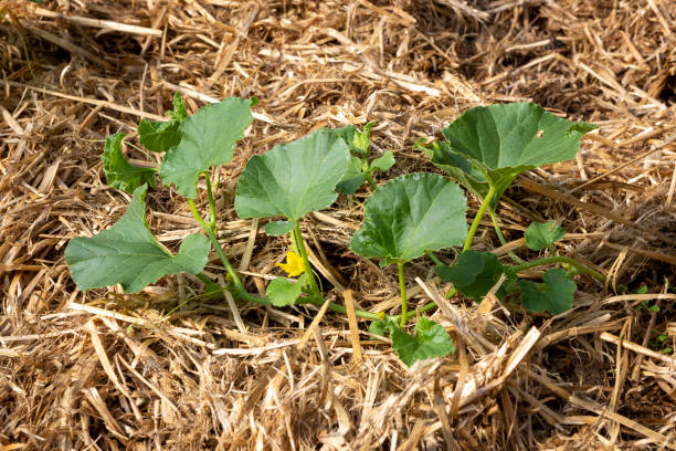 Young Cantaloupe Melon plant. A young organic Cantaloupe or Charentais melon plant (Cucumis melo var. cantalupensis) growing in a mulch bedding of straw. hay field stock pictures, royalty-free photos & images