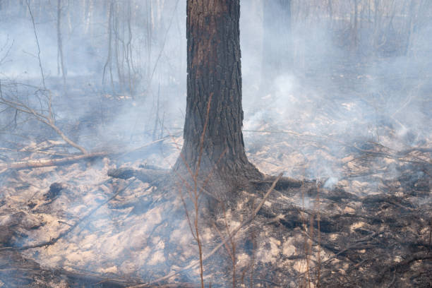 istock Trunk of a black burnt tree trunk in thick smoke in the forest during fire. 1280543614