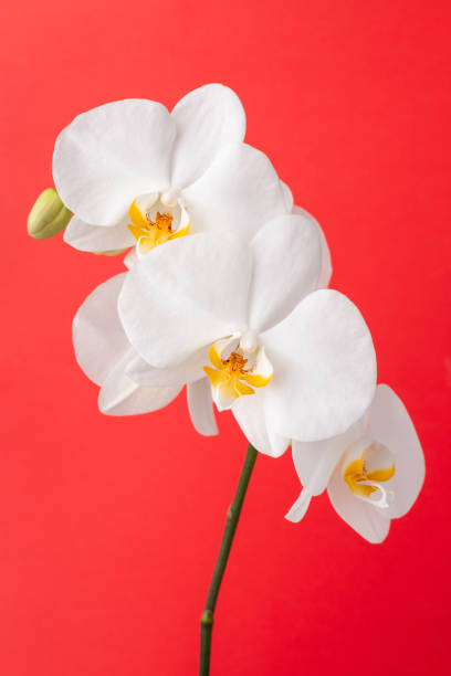 istock White orchid flower on red colorful background 1280543661