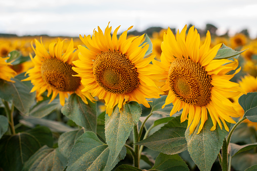Sunflowers in a big field