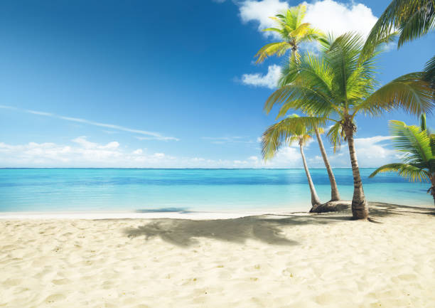 istock Caribbean sea and coconut palms 1280544646