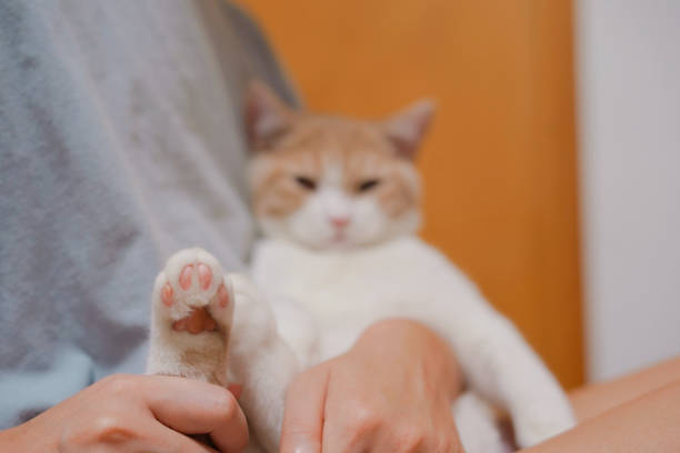 istock Kitten sitting on human’s legs 1280547611