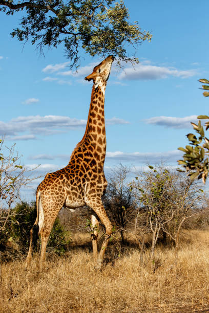 istock Giraffe in the Kruger National Park 1280553583