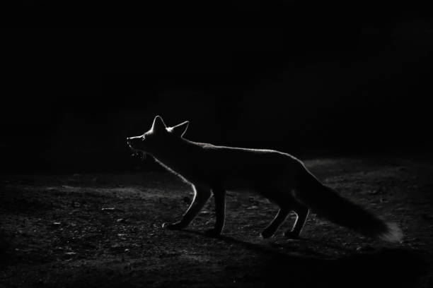 volpe chiaro di luna - animal mammal outdoors red fox foto e immagini stock