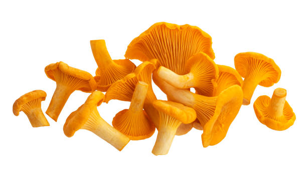 istock Fresh chanterelle mushrooms isolated on white background 1280559685