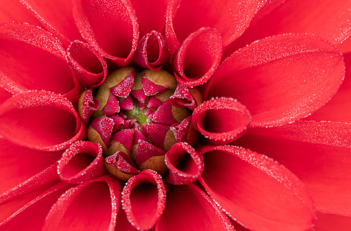 Extreme close up of blooming dahlia flower