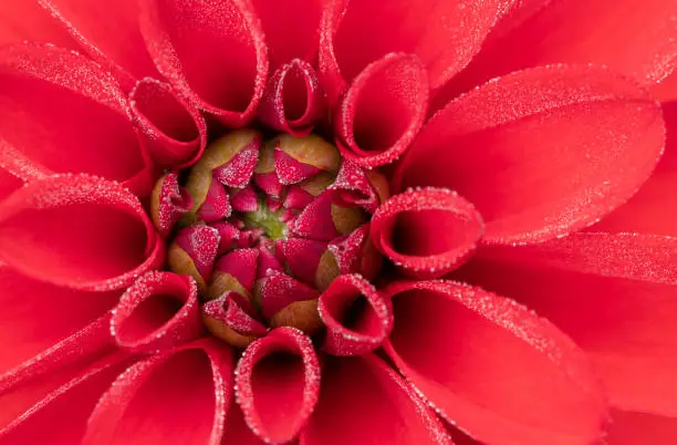 Photo of Extreme close up of blooming dahlia flower