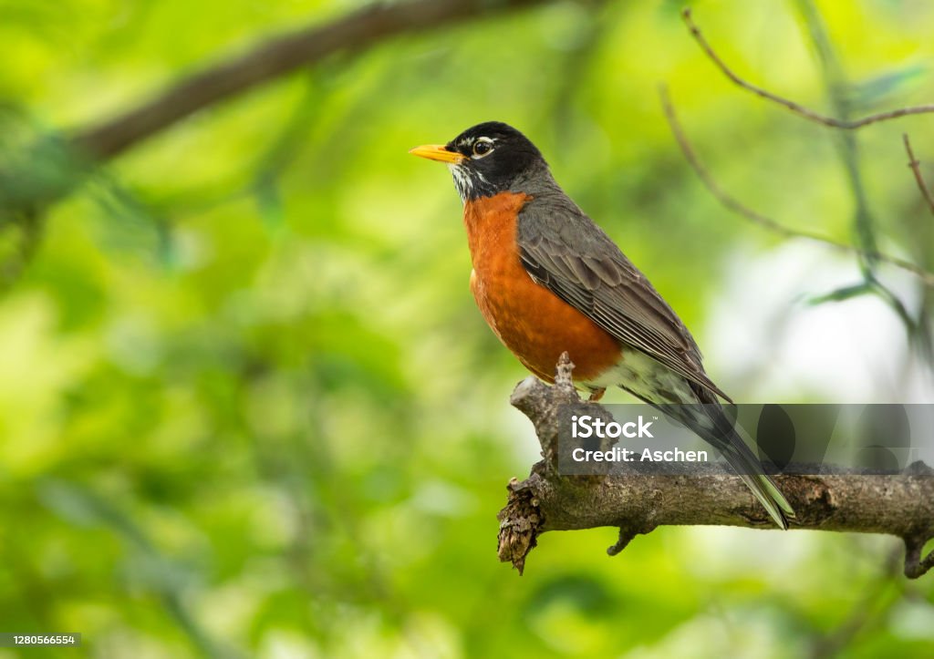 Robin bird sitting on a branch American Robin Stock Photo