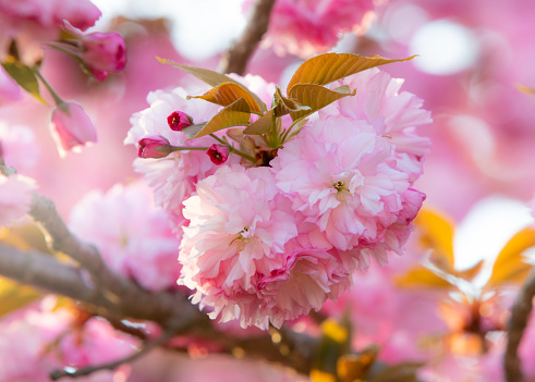 Japanese / Kwanzan cherry tree in full bloom