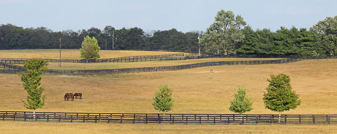 White wooden horse paddock fence on equestrian farm. Group of animals grazing on fresh spring grass. Selective focus.