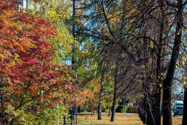 istock Park with trees and fallen autumn foliage on the ground. 1280569194