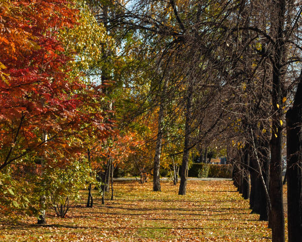 istock Park with trees and fallen autumn foliage on the ground. 1280569253