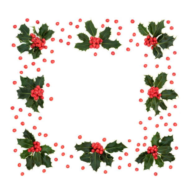 dimentional dark green illustration of holly leaves with three holly berries in red, isolated on white background