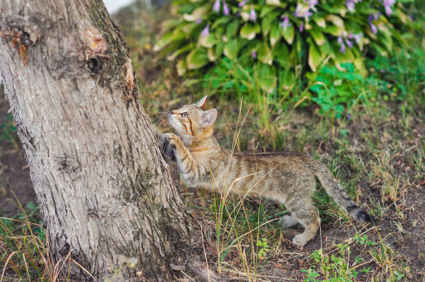 istock hunting kitten tracks down its prey 1280570316