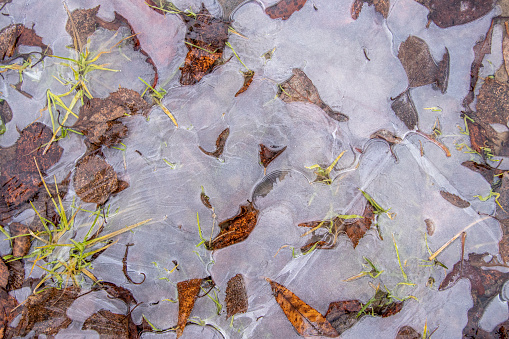 Ice. Frozen puddle. Frozen autumn leaves and grass. Beauty in nature.