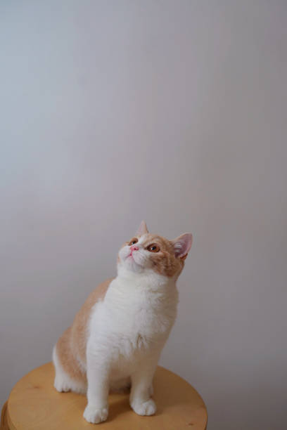 istock Kitten sitting on a wooden chair 1280573253