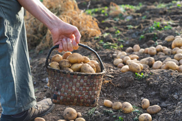 istock Man picking potatoes on the farm. Agricultural concept. 1280573940