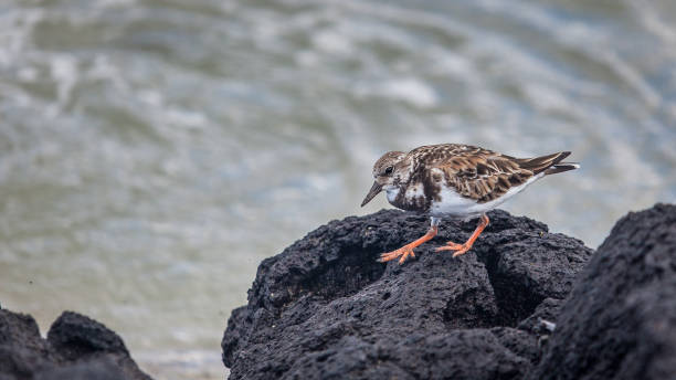 istock Collared tour, (Arenaria interpres), ruddy turnstone, Galapagos. 1280574749