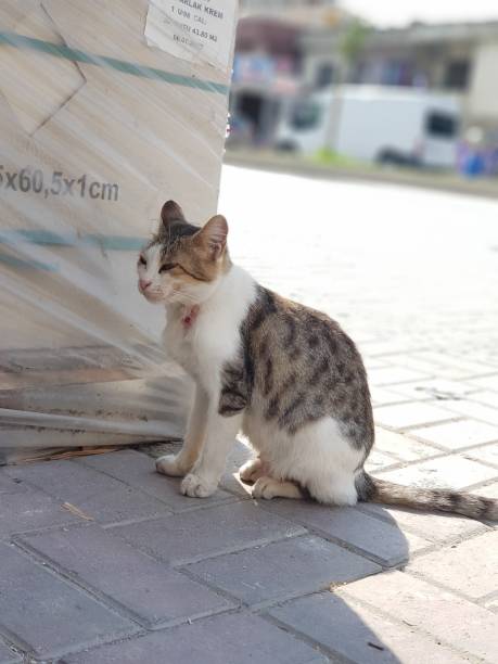 istock Street Animal 1280574836
