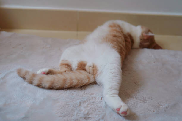 istock Relaxing Kitten laying on the carpet 1280575907