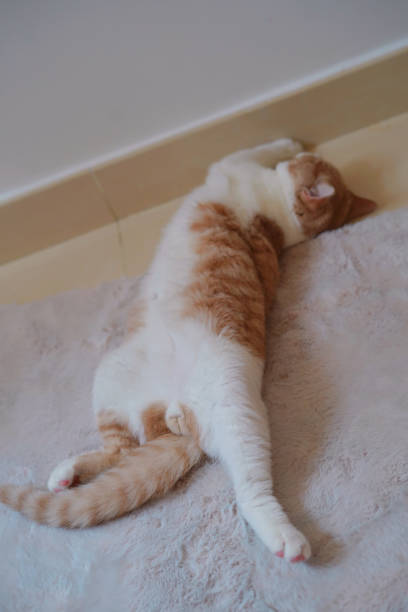Relaxing Kitten laying on the carpet