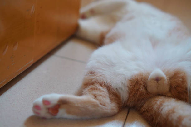 Siamese cat stretching