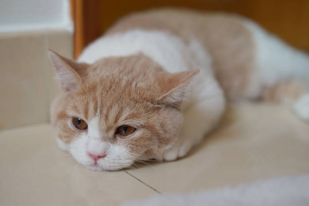 Orange and white colour Kitten laying on the floor
