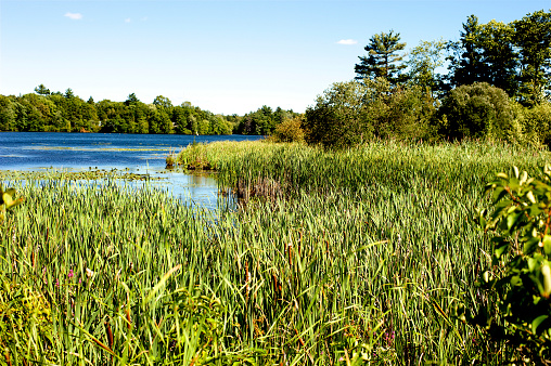 Photo of Lake Waban on the campus of Wellesley College in Wellesley, MA.