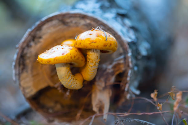 closeup mushroom growth on a tree log, outdoor forest natural background