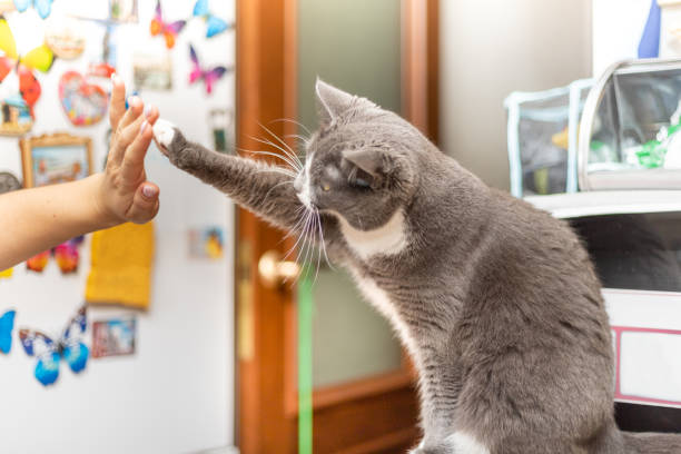 istock cat sits on the table and gives her owner a paw 1280582886