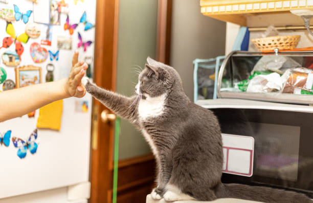 istock cat sits on the table and gives her owner a paw 1280582895
