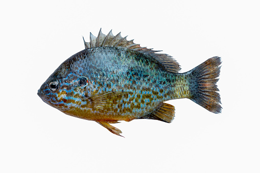 Sunny perch (Lepomis gibbosus) isolated on white background.