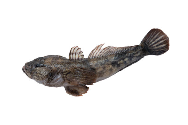 Freshwater goby isolated on white Freshwater goby isolated on white background. bullhead fish stock pictures, royalty-free photos & images